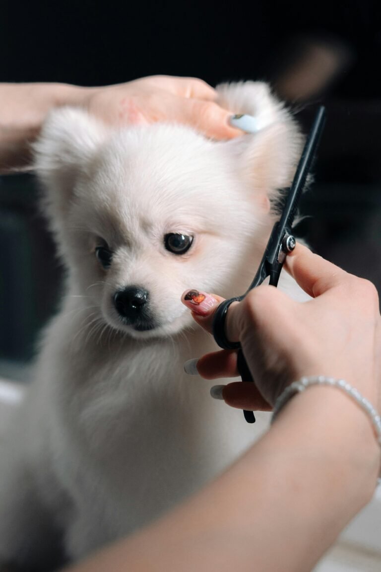 dogs_grooming 2