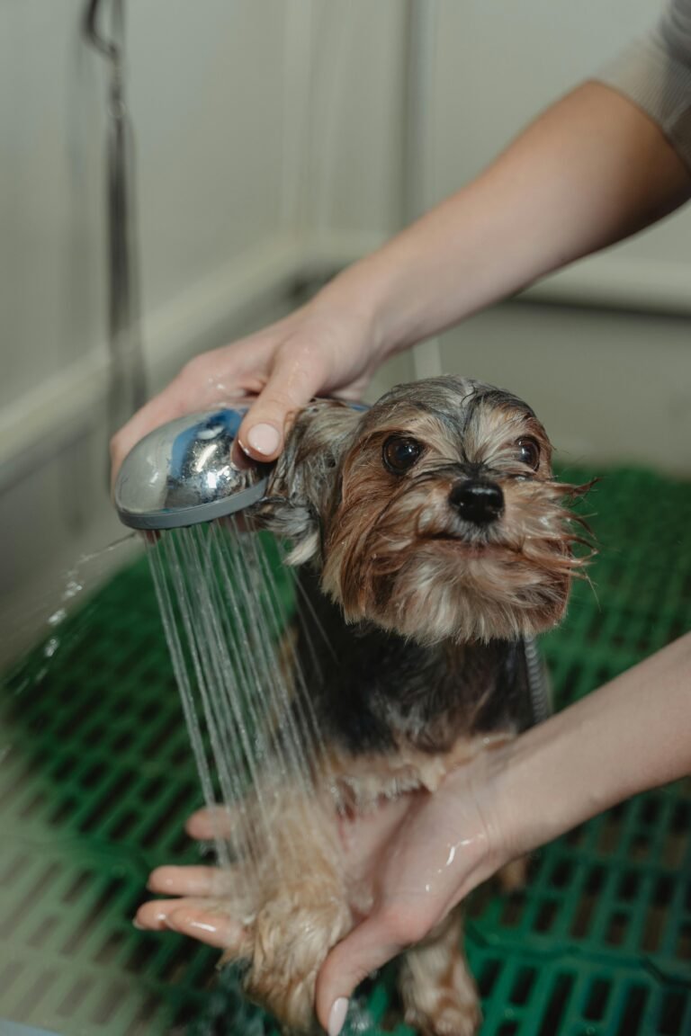 dogs_grooming 4