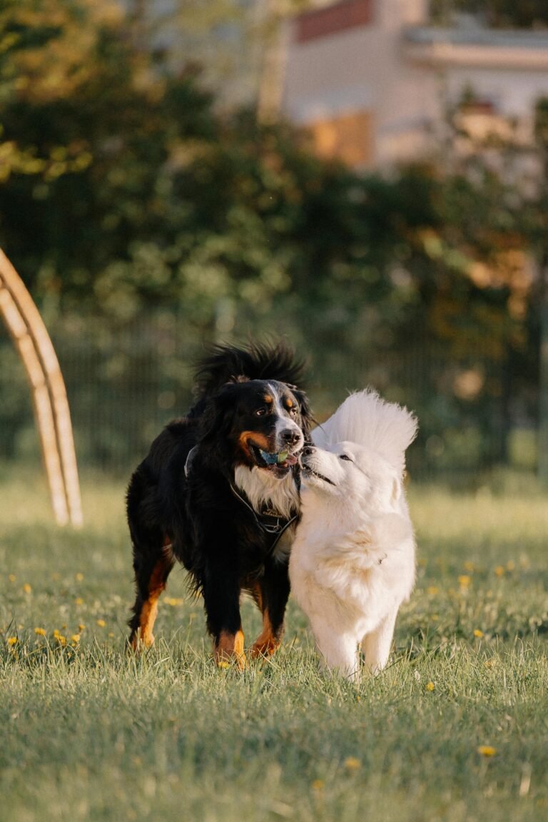 dogs_park