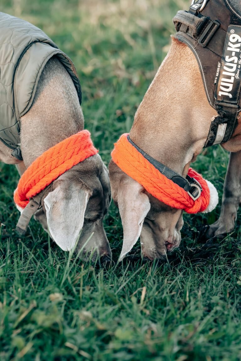 dogs_training